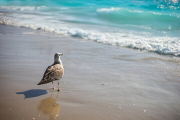 A bird on the ocean shore