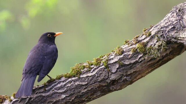 Bird - male Blackbird Turdus merula on the forest puddle amazing warm light sunset sundown forest in Poland Europe