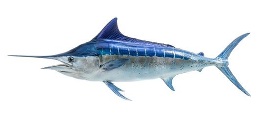 Majestic blue marlin fish with sharp bill and fins swimming powerfully isolated on transparent background