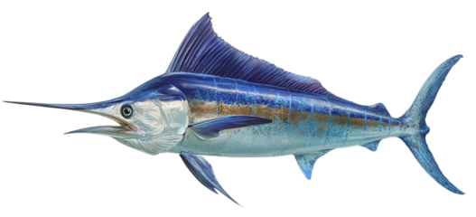 Majestic blue marlin fish swimming in ocean water with sharp bill and fins isolated on transparent background