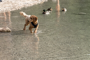 Dog enjoying a playful moment in shallow water while ducks swim nearby in a peaceful setting