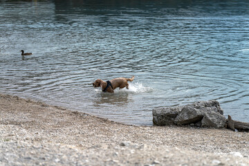 Dog splashes in clear water beside a duck at the lake during a sunny day in a peaceful natural setting