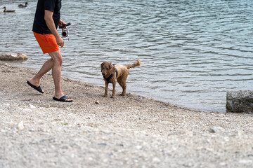 Man with dog enjoys playful moments by the water at a lakeside beach during a sunny day in summer
