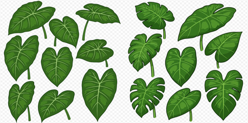 A collection of various green tropical leaves on a transparent background.