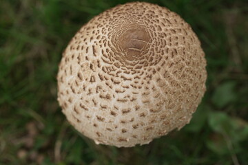 Gemeiner Riesenschirmling im Detail, Macrolepiota procera