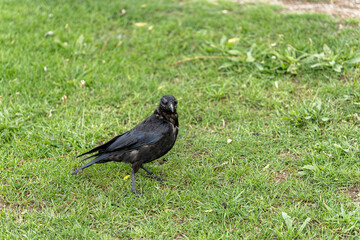Crow walks on green grass in a park during a sunny day, showcasing its glossy feathers and curious nature