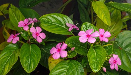 Beautiful Close-up of Pink Flowers and Lush Green Leaves in Nature