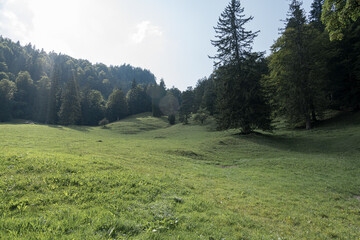 Lush green meadow surrounded by tall trees on a sunny day in the mountains