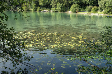 Tranquil lake scene filled with lily pads and surrounded by lush greenery in a serene outdoor setting