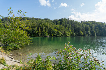 Tranquil lake surrounded by lush green trees on a sunny day in the countryside