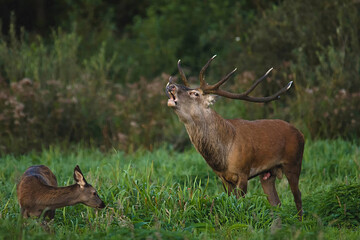 Red deer stag roaring during rut on meadow with hinds, Ujście Warty National Park © Marcin