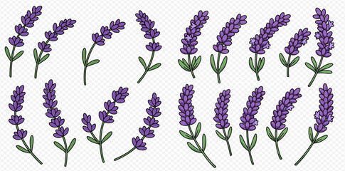 Illustration of lavender sprigs with purple flowers and green leaves.