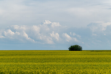 A group of bushes in the middle of a field sown with rapeseed under a cloudy sky