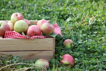 Fresh ripe apples in wooden crate on green grass outdoors. Space for text
