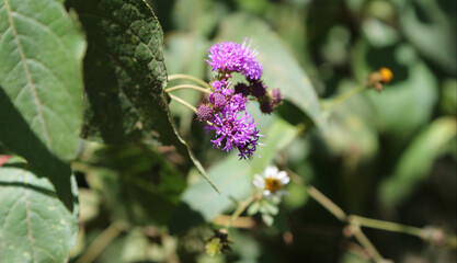 Macro image of Ironweed flowers and buds, Kenya Africa
