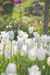 Beautiful white tulips flowerbed closeup.