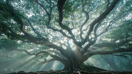 Bodhi tree with countless branches spreading wide, misty morning light creating a divine aura, high-definition cinematic tone
