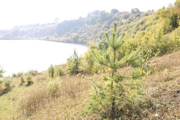 Pine tree growing in meadow on sunny day. Space for text