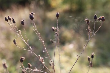 Empty cobweb on plant in meadow, closeup