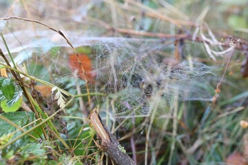 Empty cobweb on plant in meadow, closeup