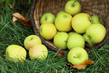 Fresh ripe apples in wicker basket and fallen leaves on green grass outdoors, closeup