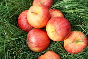 Fresh ripe apples on green grass outdoors, above view