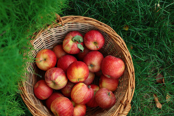 Fresh ripe apples in wicker basket and fallen leaves on green grass outdoors, top view