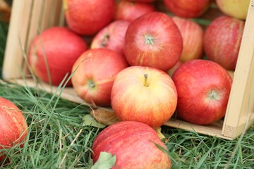 Fresh ripe apples in wooden crate and fallen leaves on green grass outdoors, closeup