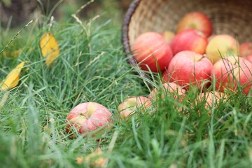 Fresh ripe apples in wicker basket and fallen leaves on green grass outdoors, closeup