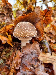 mushroom in autumn forest