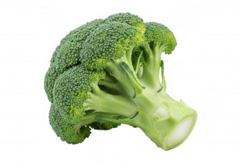 Green broccoli florets and stem isolated on a transparent background