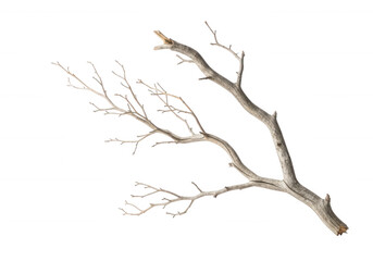 Fototapeta premium Icy branches against black isolated on a transparent background