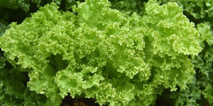 Fresh green frisee lettuce texture background for healthy salads, diet food