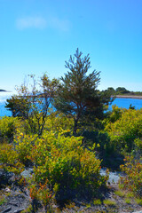 autumn trees on the bank of the ocean