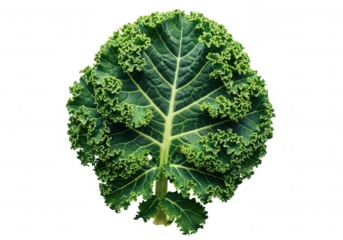 Green curly kale leaf isolated on a transparent background