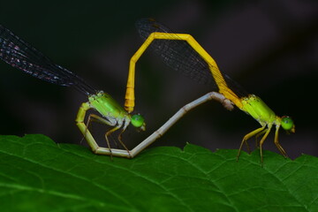 Fototapeta premium Two Ceriagrion coromandelianum damselflies form a 