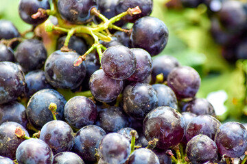 Racimo de uvas tintas