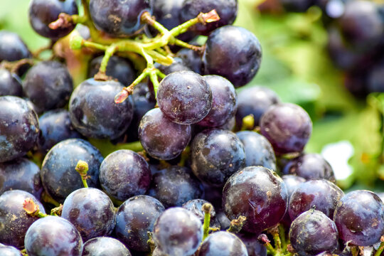 Racimo de uvas tintas