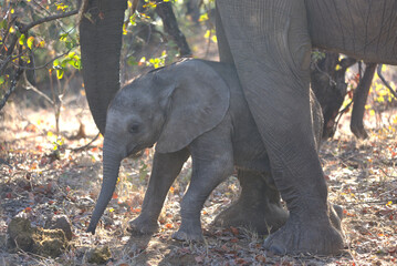 Baby African Elephant with mother. Taken in Kruger National Park, South Africa.