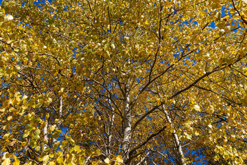 foliage of the alder tree in the autumn  season