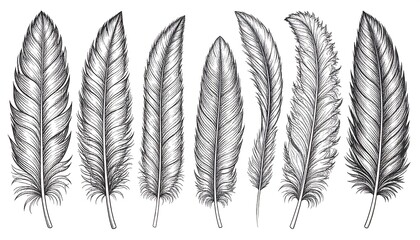 Naklejka premium Detailed hand-drawn illustration of various feathers on a white background