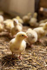 small chickens in yellow fluff at a poultry farm for growing meat breeds of poultry, yellow small chickens with yellow fluff on sawdust in a poultry farm building