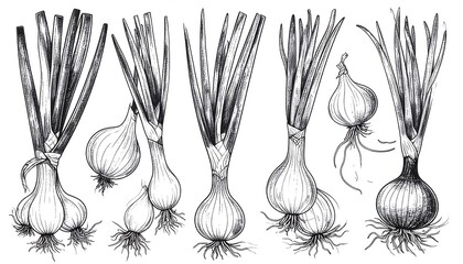 Detailed Black and White Illustration of Fresh Green Onions Vegetables