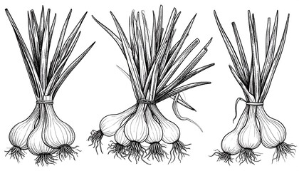 Detailed black and white illustration of fresh green onions, a natural food