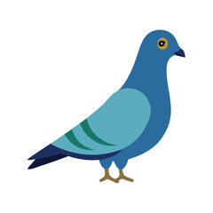 blue pigeon isolated on white background