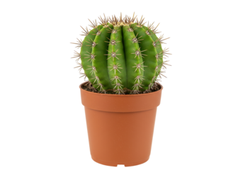 Green barrel cactus in brown pot isolated on white, echinocactus grusonii PNG