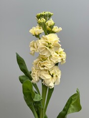 Fresh yellow matthiola flower