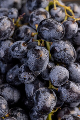 a branch of ripe, beautiful blue grapes lying on the table, covered with drops of water, wet fruits of pure blue grapes on a branch on the table during cooking