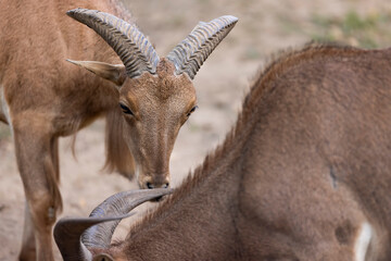 wild goats in the summer in sunny weather at sunset, goats with horns and thick brown fur in the summer season at the zoo, close up