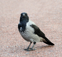 A young hooded crow on the path of a city park.